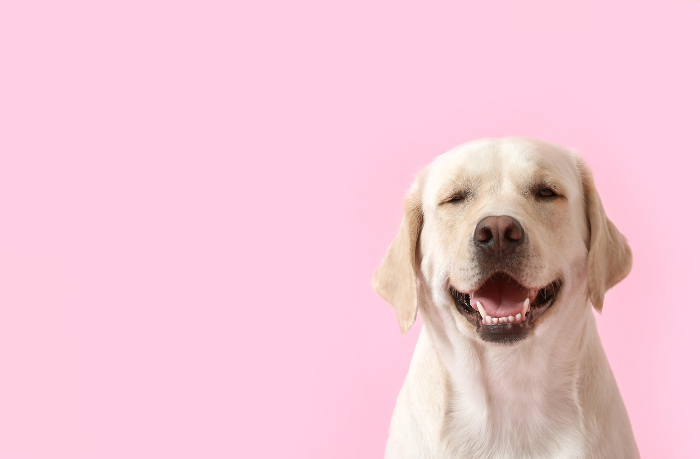 Cute Labrador Dog on Pink Background