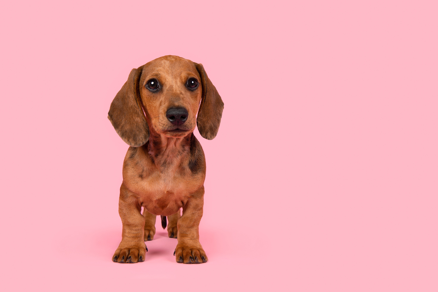 Portrait of Brown Dachshund on Pink Background