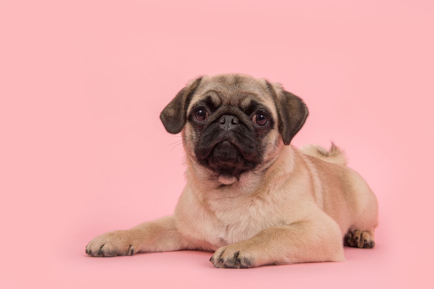 Dog on Pink Background